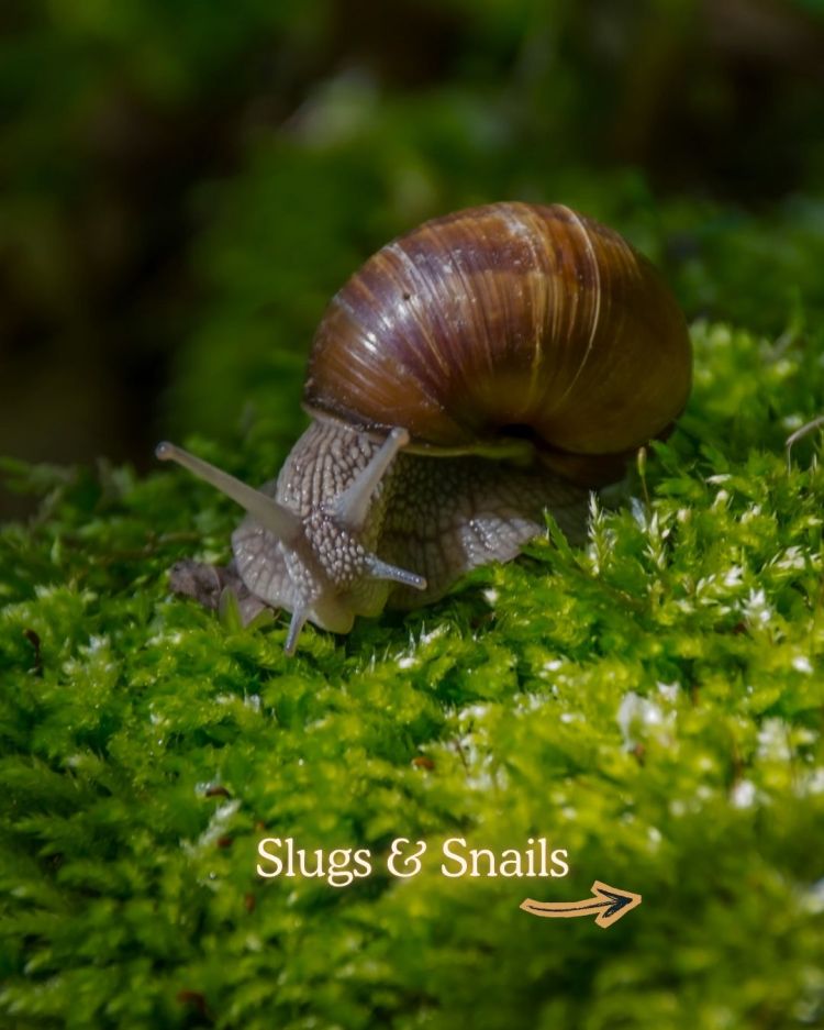 Slugs and Snails 10 Common Garden Pests and What Their Presence Means