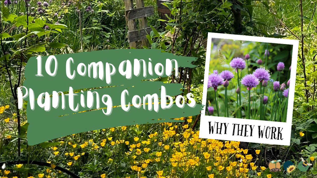 10 Companion Planting Combos That Actually Work (and Why)