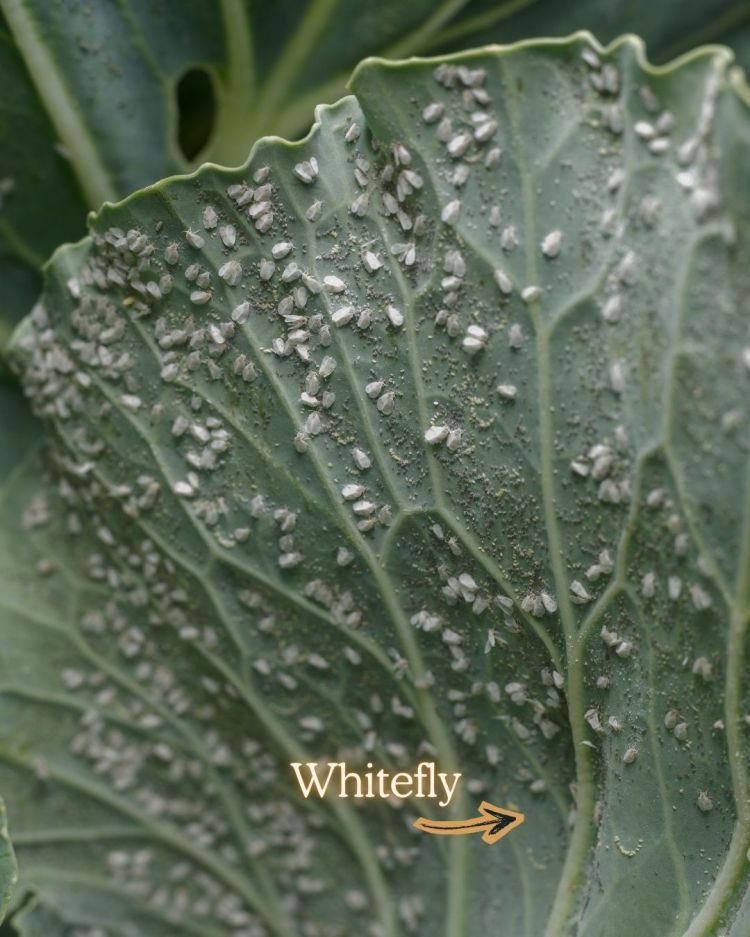 Whitefly 10 Common Garden Pests and What Their Presence Means