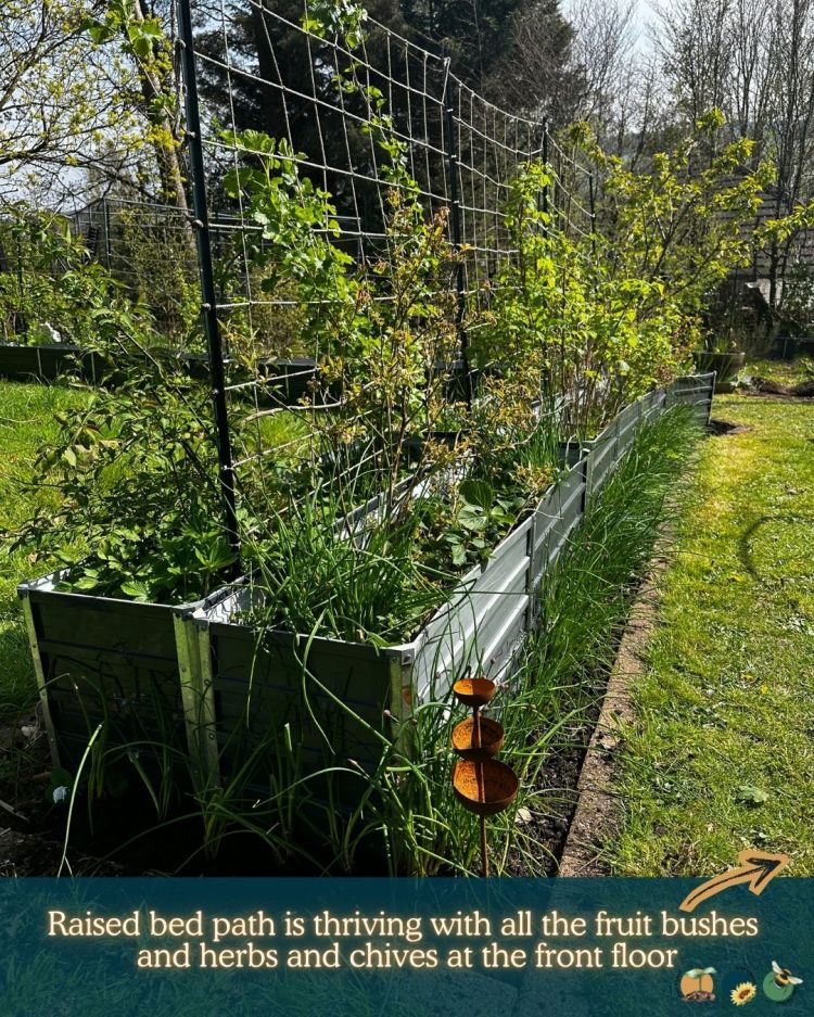 What to Plant in Scotland Each Month: Veg, Fruits, Herbs & Edible Flowers. Planting in May
