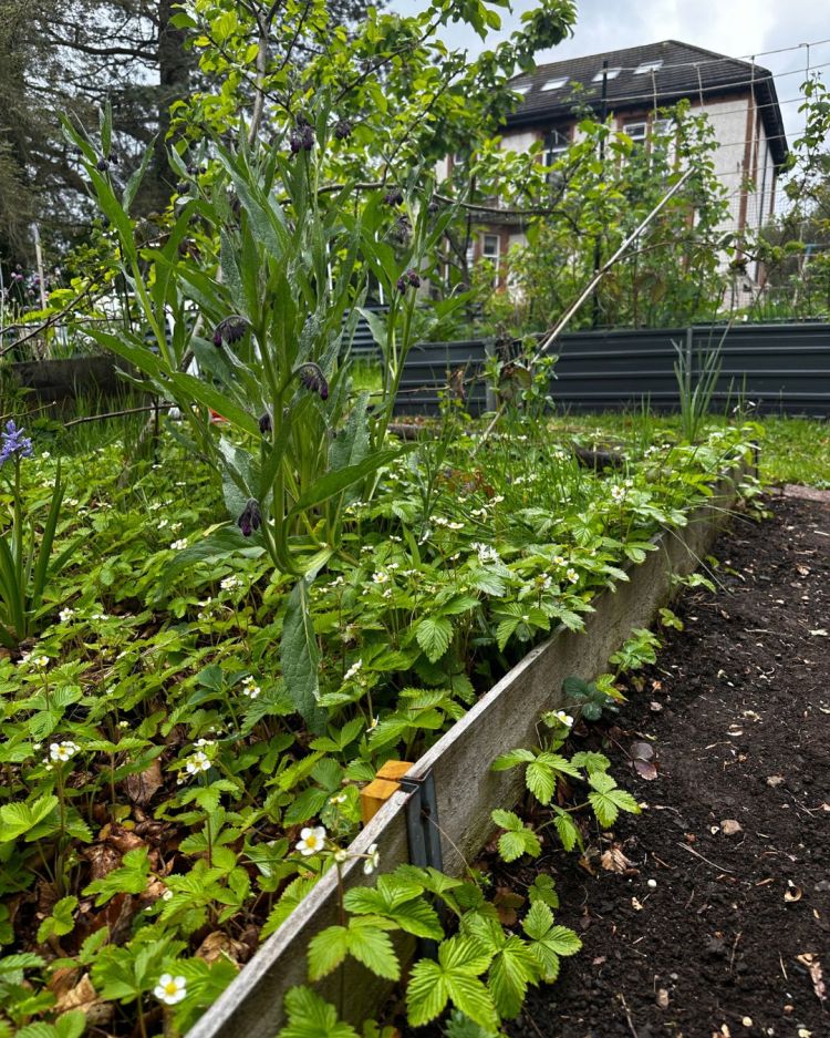 May: Month By Month In Our Scottish Gardens