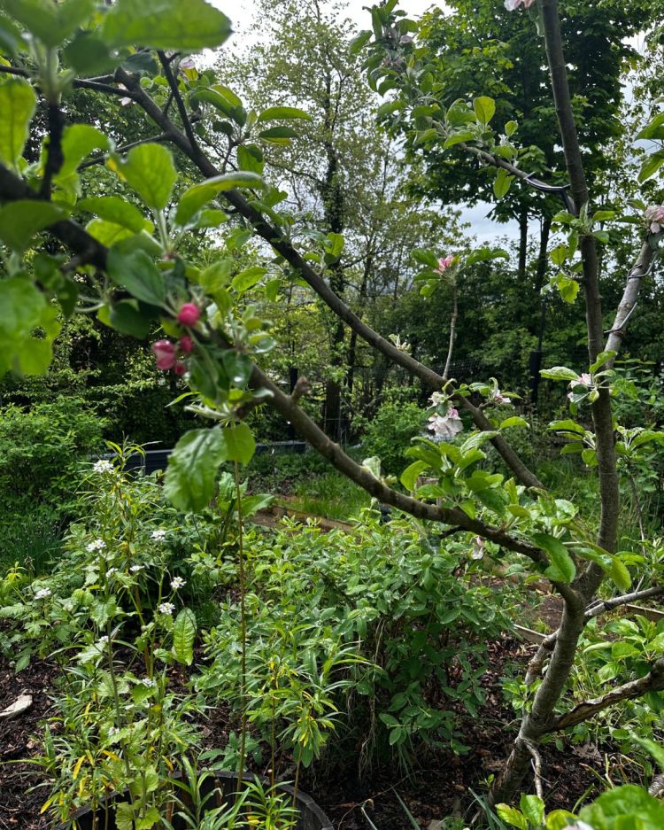 May: Month By Month In Our Scottish Gardens