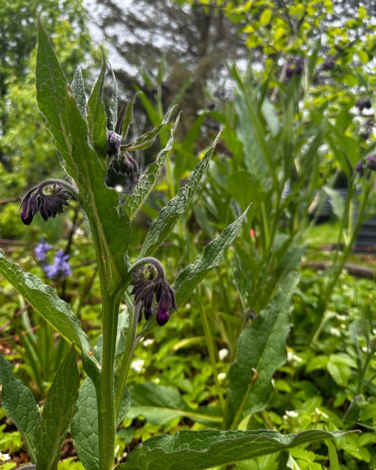 May: Month By Month In Our Scottish Gardens