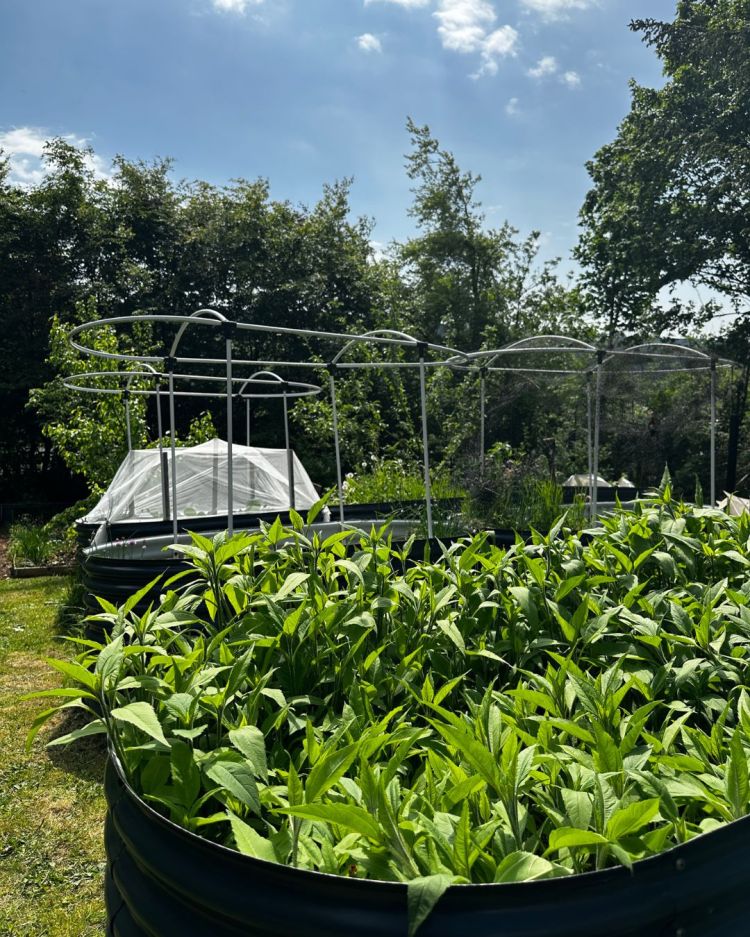 May: Month By Month In Our Scottish Gardens