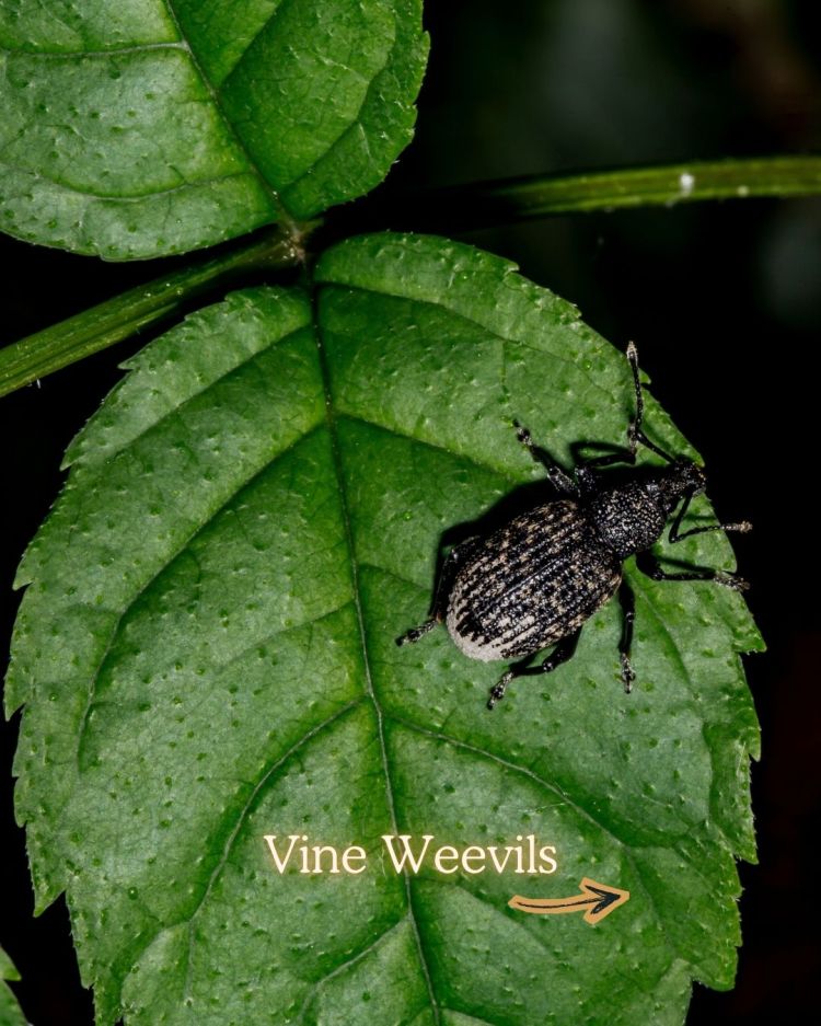 Vine Weevil 10 Common Garden Pests and What Their Presence Means