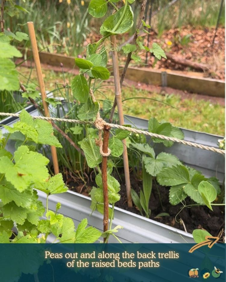 What to Plant in Scotland Each Month: Veg, Fruits, Herbs & Edible Flowers. Planting in May