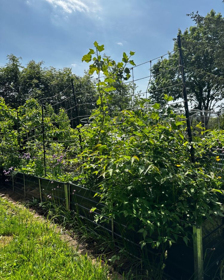 May: Month By Month In Our Scottish Gardens