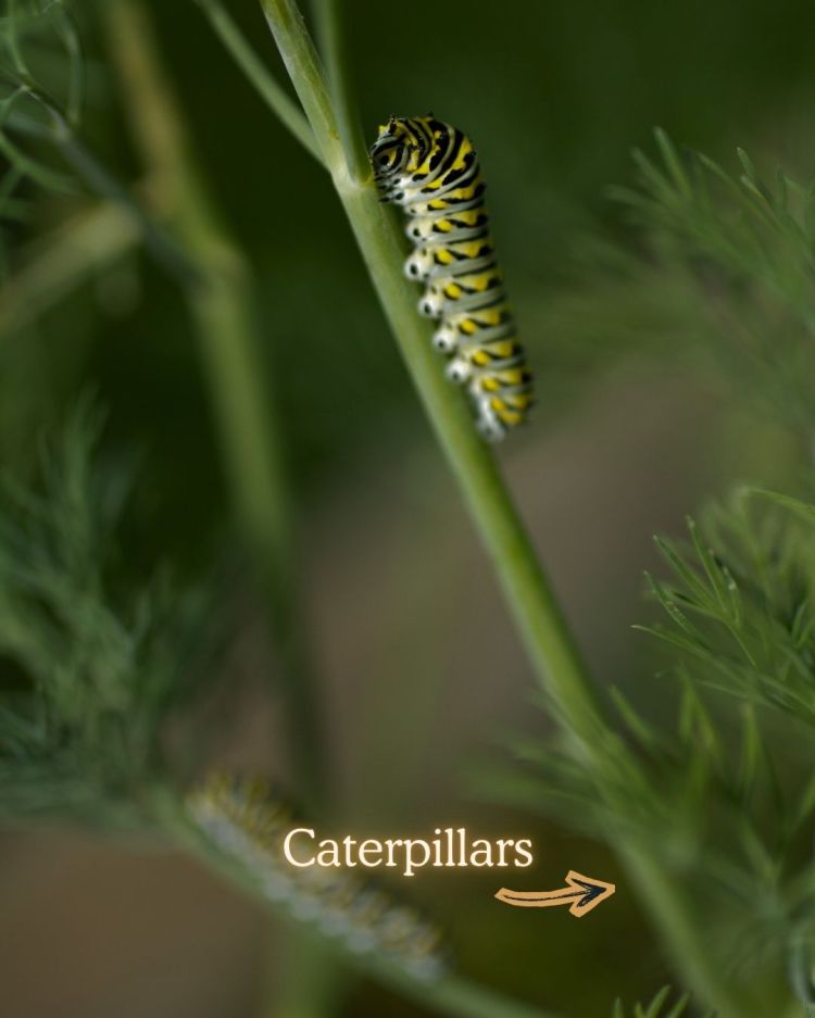 1Caterpillars 0 Common Garden Pests and What Their Presence Means