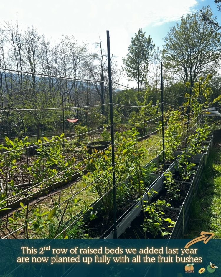 What to Plant in Scotland Each Month: Veg, Fruits, Herbs & Edible Flowers. Planting in MayWhat to Plant in Scotland Each Month: Veg, Fruits, Herbs & Edible Flowers. Planting in May