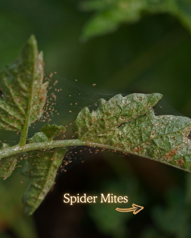 Spider Mites 10 Common Garden Pests and What Their Presence Means