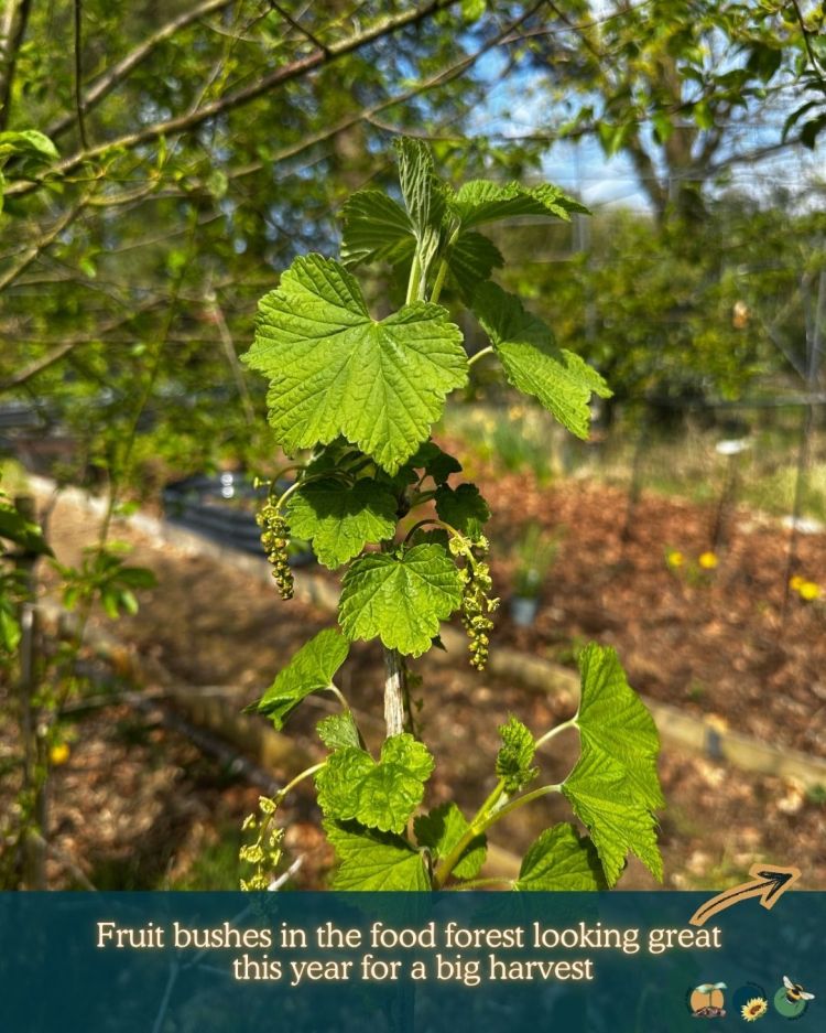 What to Plant in Scotland Each Month: Veg, Fruits, Herbs & Edible Flowers. Planting in May