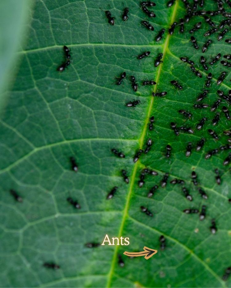 Ants 10 Common Garden Pests and What Their Presence Means