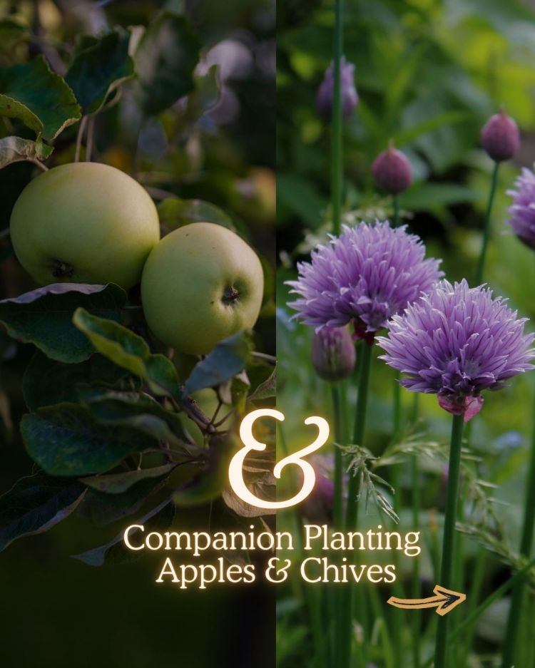 Apples + Chives 10 Companion Planting Combos That Actually Work (and Why)