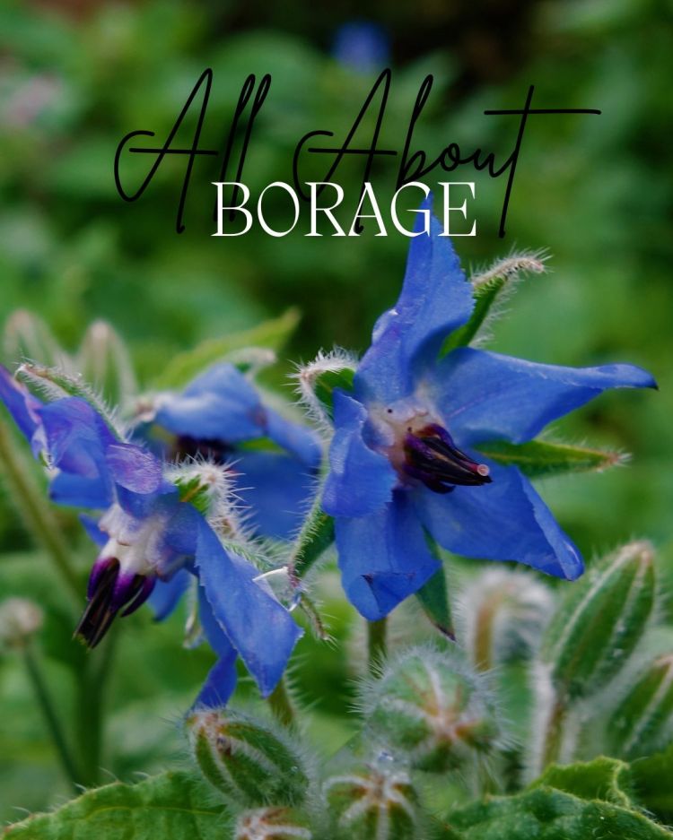 All About Series: Growing, Sowing, Caring For Borage