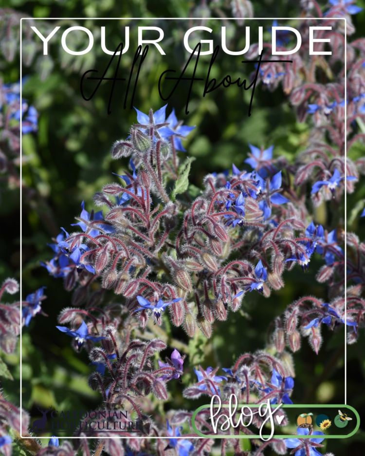 All About Series: Growing, Sowing, Caring For Borage
