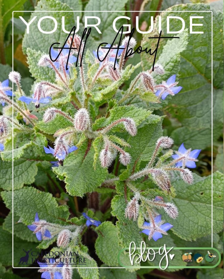 All About Series: Growing, Sowing, Caring For Borage