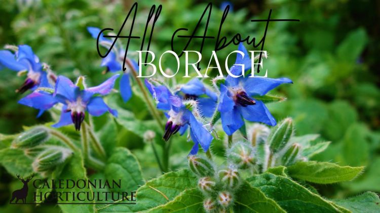 All About Series: Growing, Sowing, Caring For Borage
