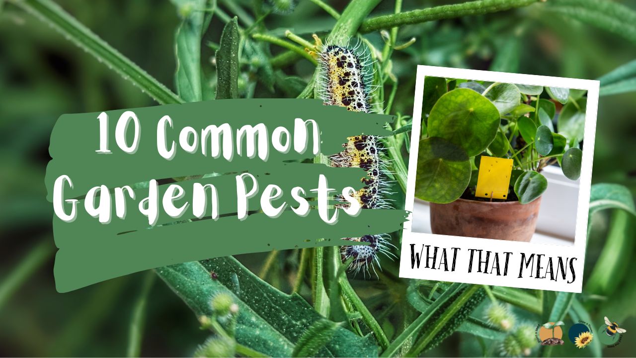 10 Common Garden Pests and What Their Presence Means
