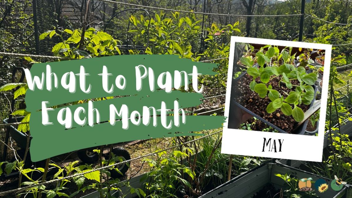 What to Plant in Scotland Each Month: Veg, Fruits, Herbs & Edible Flowers. Planting in&nbsp;May