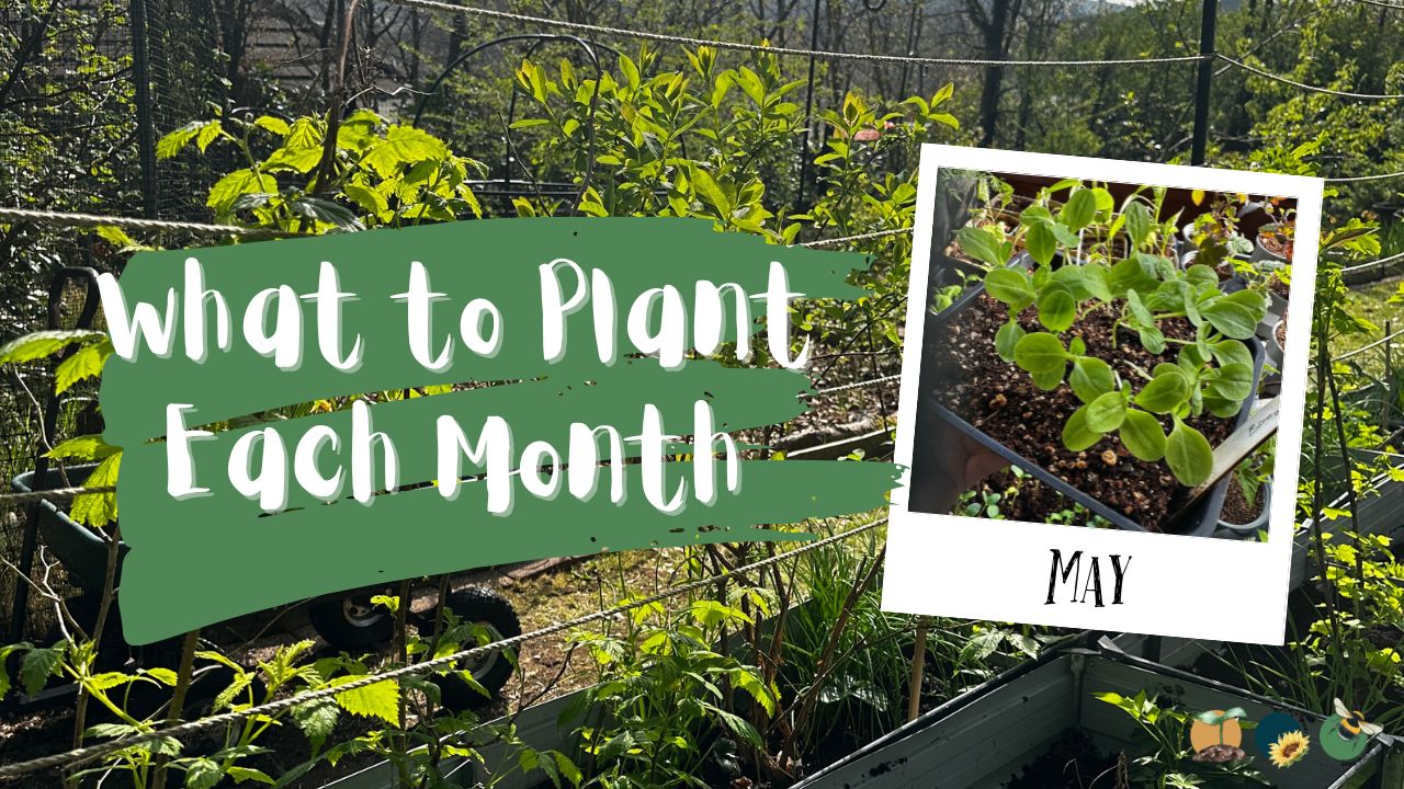 What to Plant in Scotland Each Month: Veg, Fruits, Herbs & Edible Flowers. Planting in May