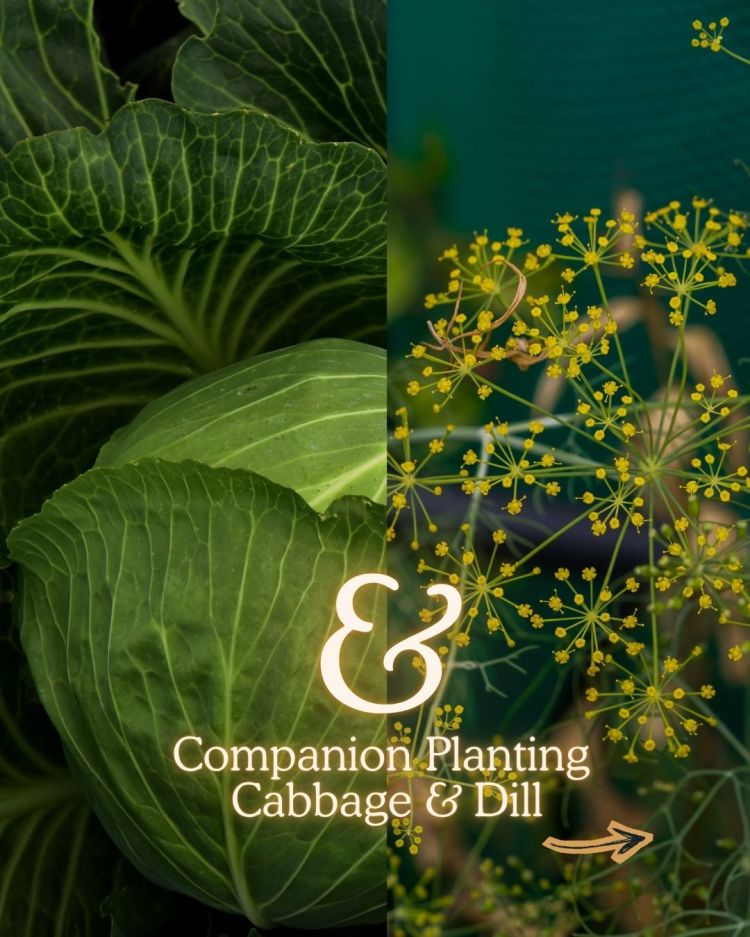 Cabbage + Dill 10 Companion Planting Combos That Actually Work (and Why)