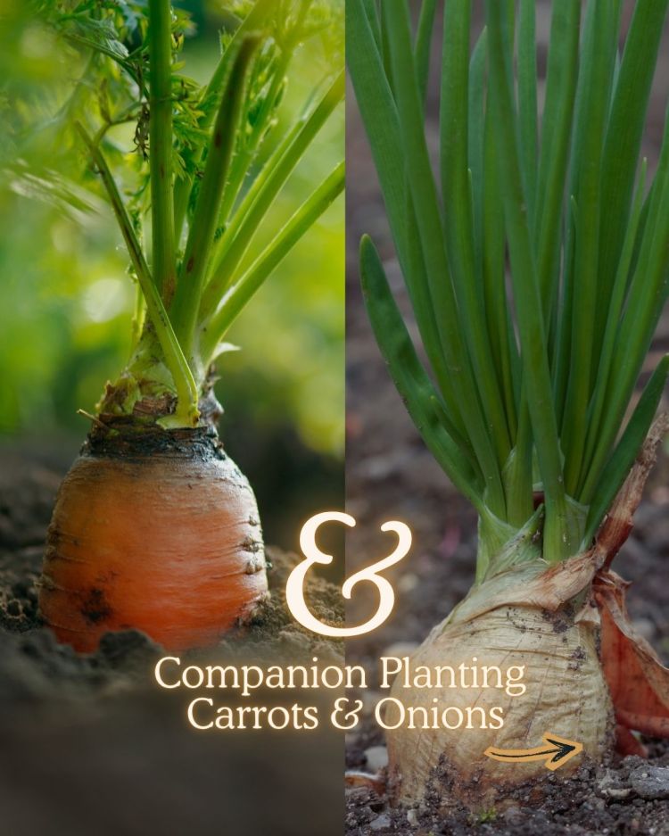 Carrots + Onions 10 Companion Planting Combos That Actually Work (and Why)