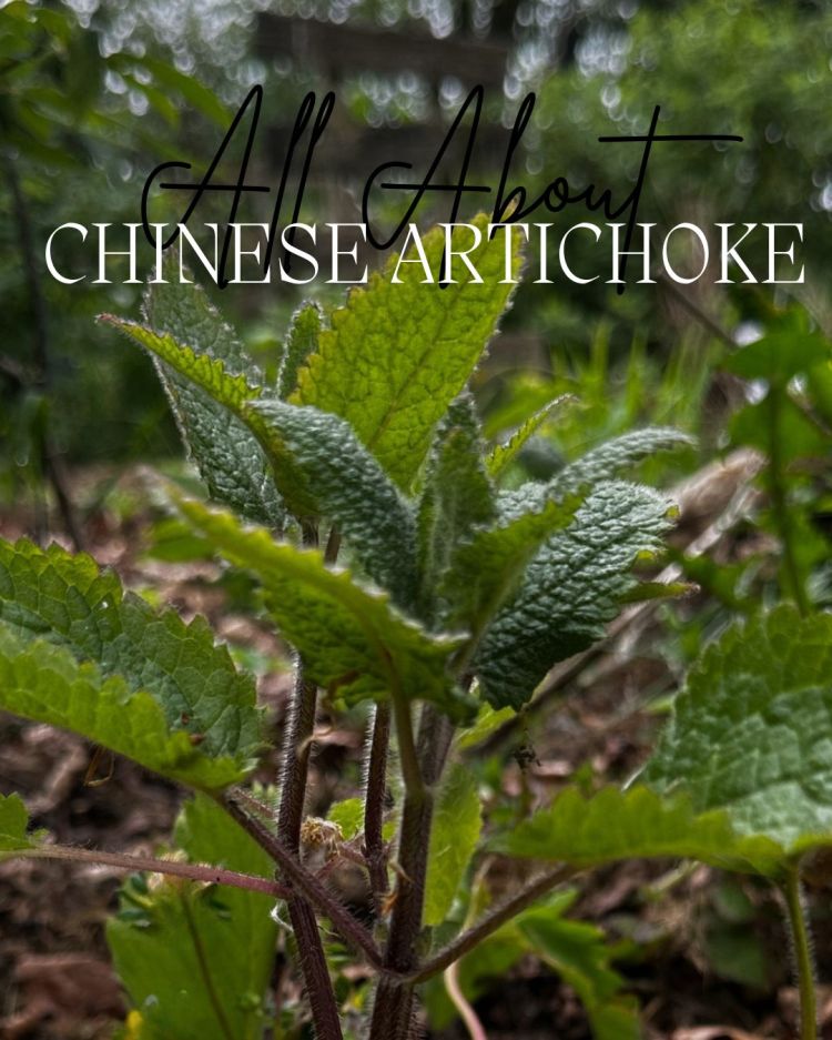 All About Series: Growing, Sowing, Caring For Chinese Artichoke
