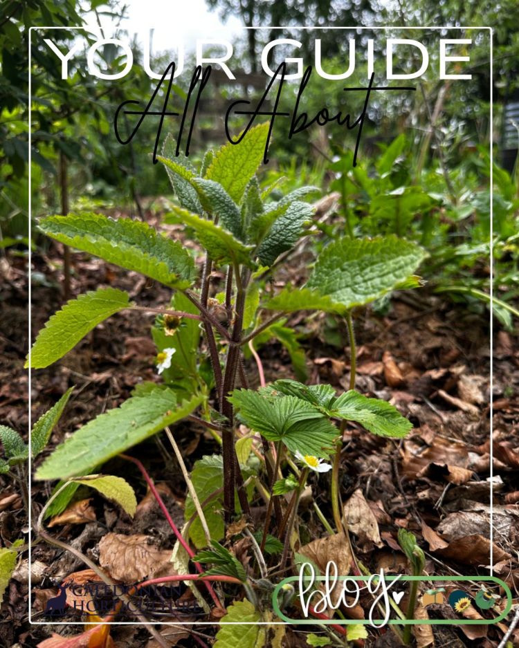 All About Series: Growing, Sowing, Caring For Chinese Artichoke