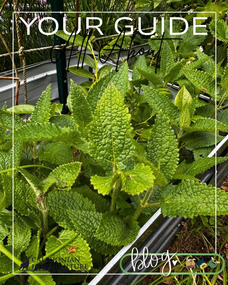 All About Series: Growing, Sowing, Caring For Chinese Artichoke