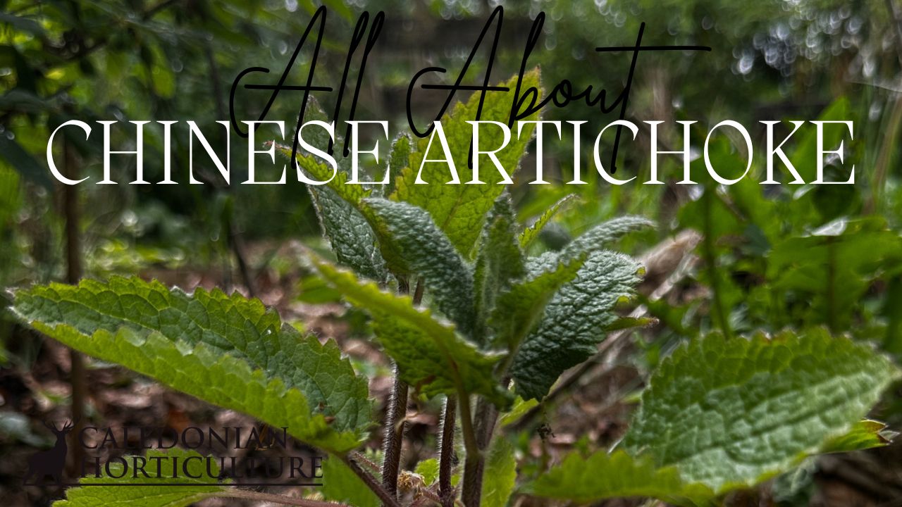 All About Series: Growing, Sowing, Caring For Chinese Artichoke