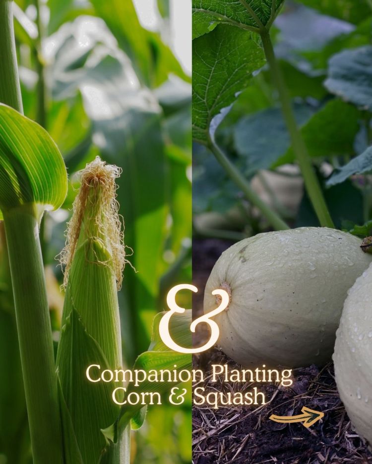 Corn + Squash 10 Companion Planting Combos That Actually Work (and Why)