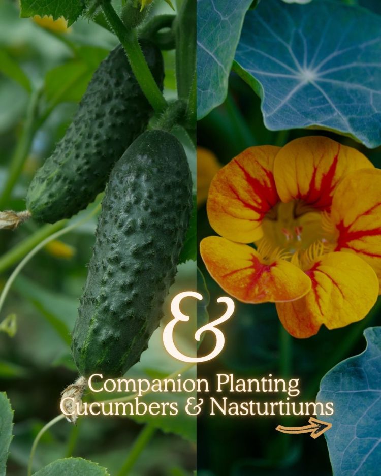 Cucumbers + Nasturtiums 10 Companion Planting Combos That Actually Work (and Why)