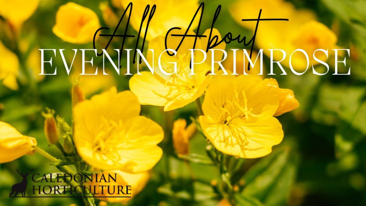 All About Series: Growing, Sowing, Caring For Evening&nbsp;Primrose