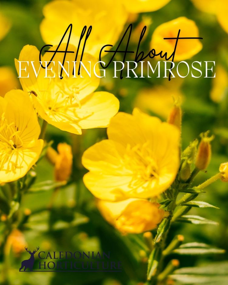 All About Series: Growing, Sowing, Caring For Evening Primrose