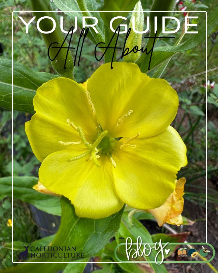 All About Series: Growing, Sowing, Caring For Evening Primrose