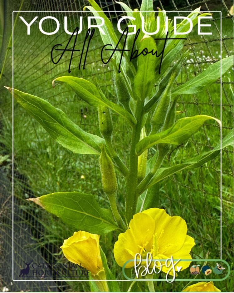 All About Series: Growing, Sowing, Caring For Evening Primrose