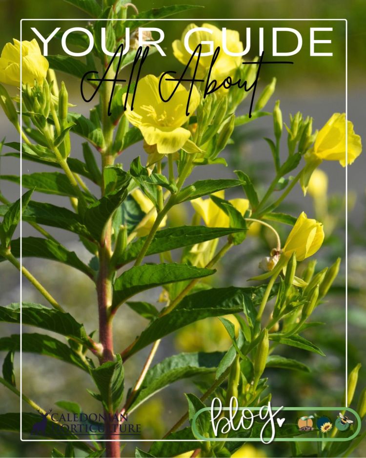 All About Series: Growing, Sowing, Caring For Evening Primrose