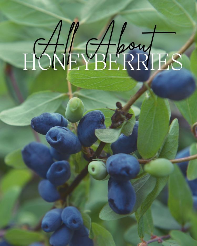 All About Series: Growing, Sowing, Caring For Honeyberries