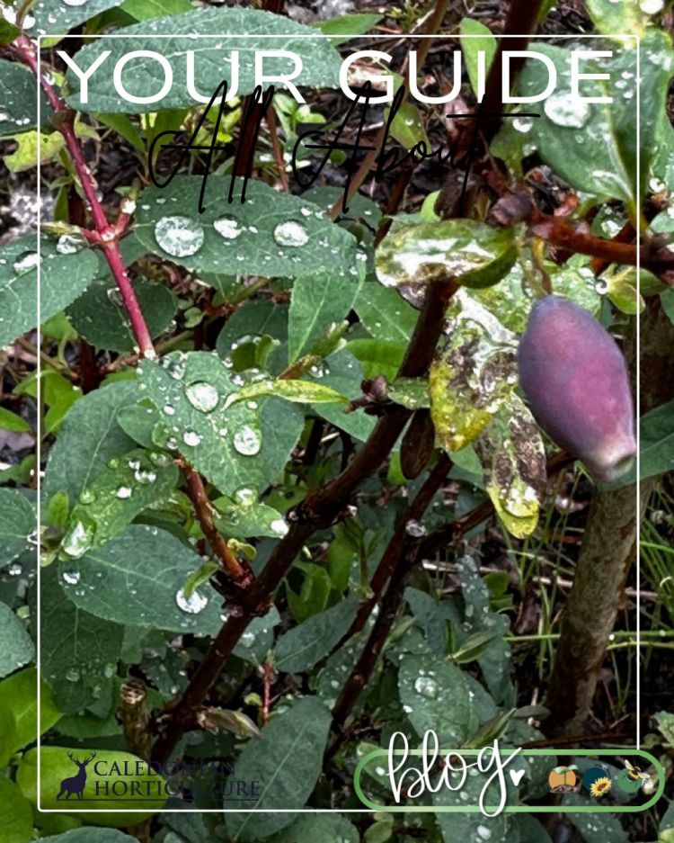 All About Series: Growing, Sowing, Caring For Honeyberries
