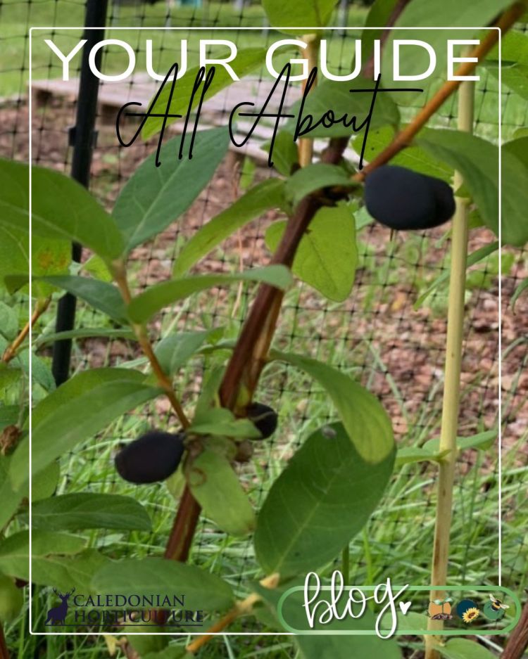 All About Series: Growing, Sowing, Caring For Honeyberries