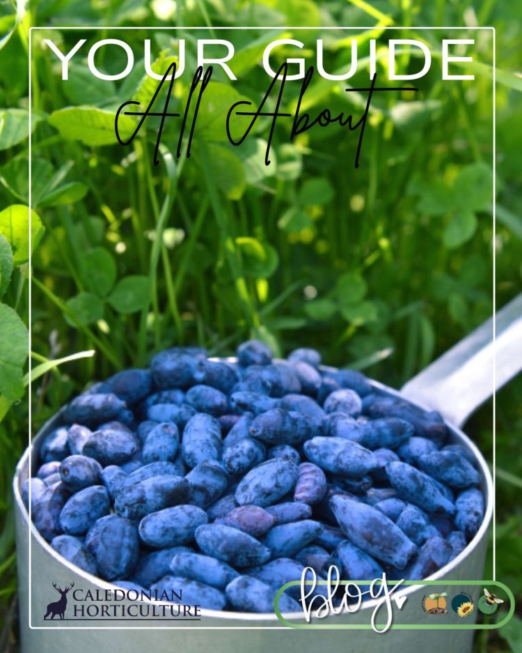 All About Series: Growing, Sowing, Caring For Honeyberries