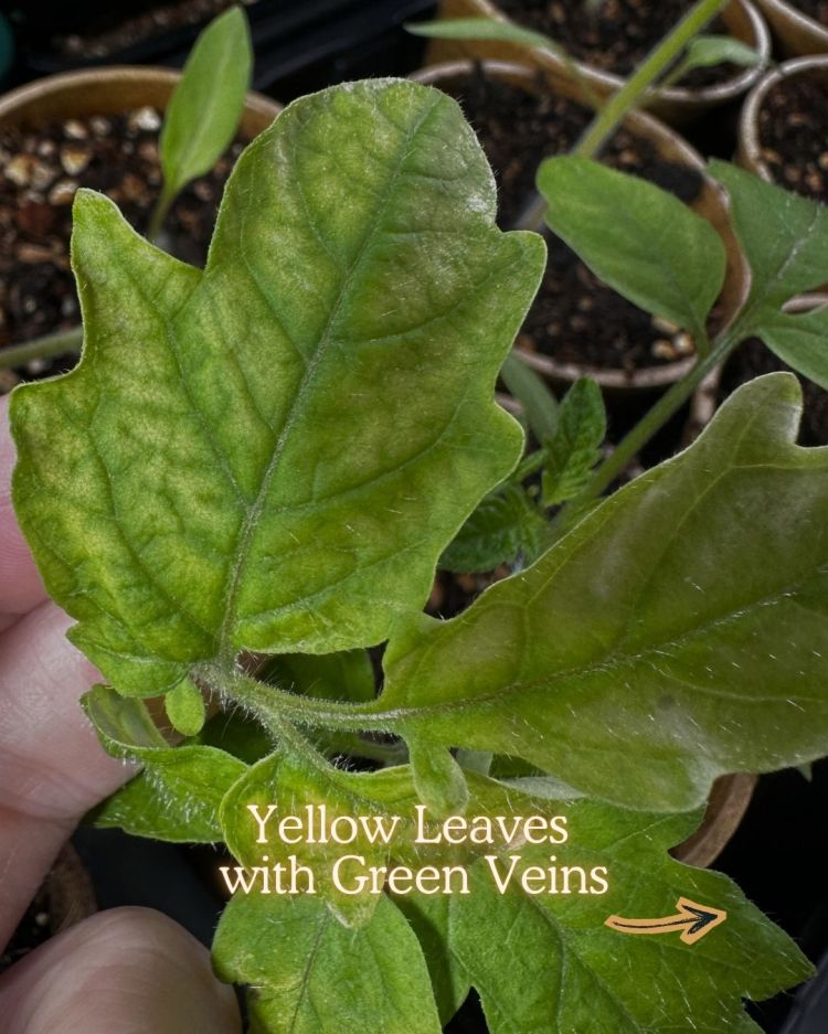 10 Leaf Problems That Reveal Exactly What Your Plant Needs