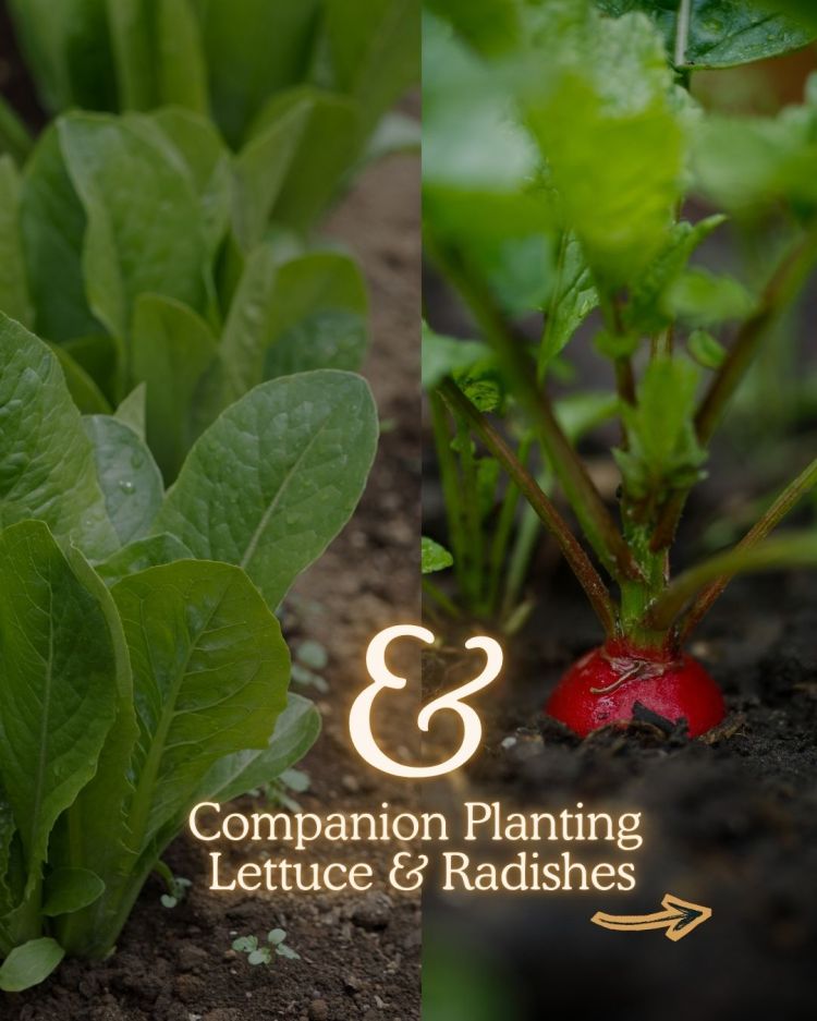 Lettuce + Radishes 10 Companion Planting Combos That Actually Work (and Why)