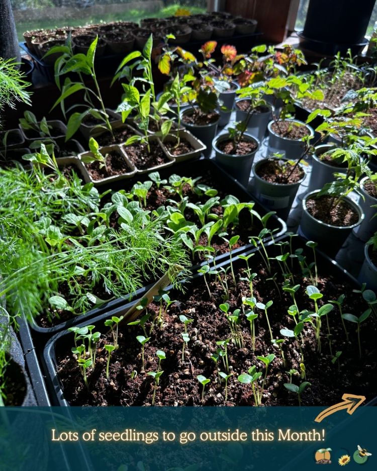 What to Plant in Scotland Each Month: Veg, Fruits, Herbs & Edible Flowers. Planting in May