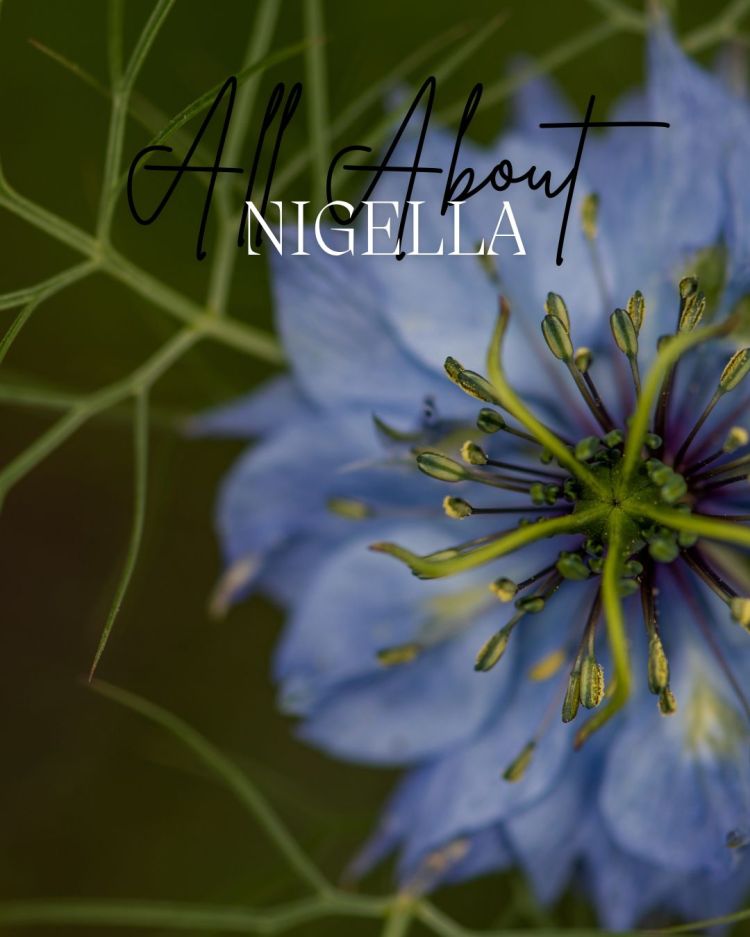 All About Series: Growing, Sowing, Caring For Nigella