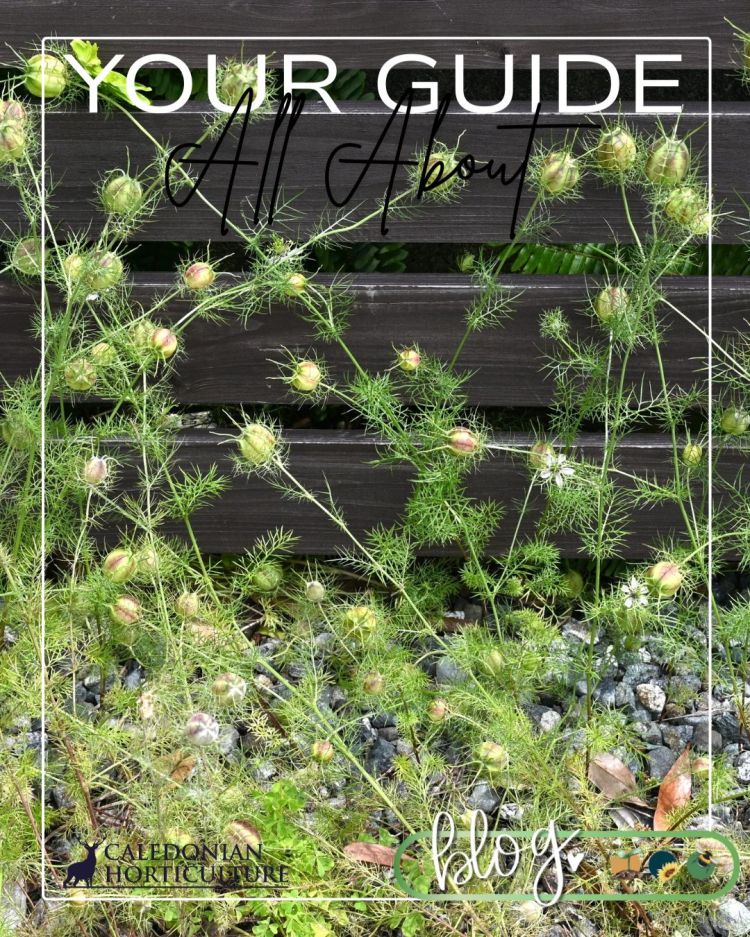 All About Series: Growing, Sowing, Caring For Nigella
