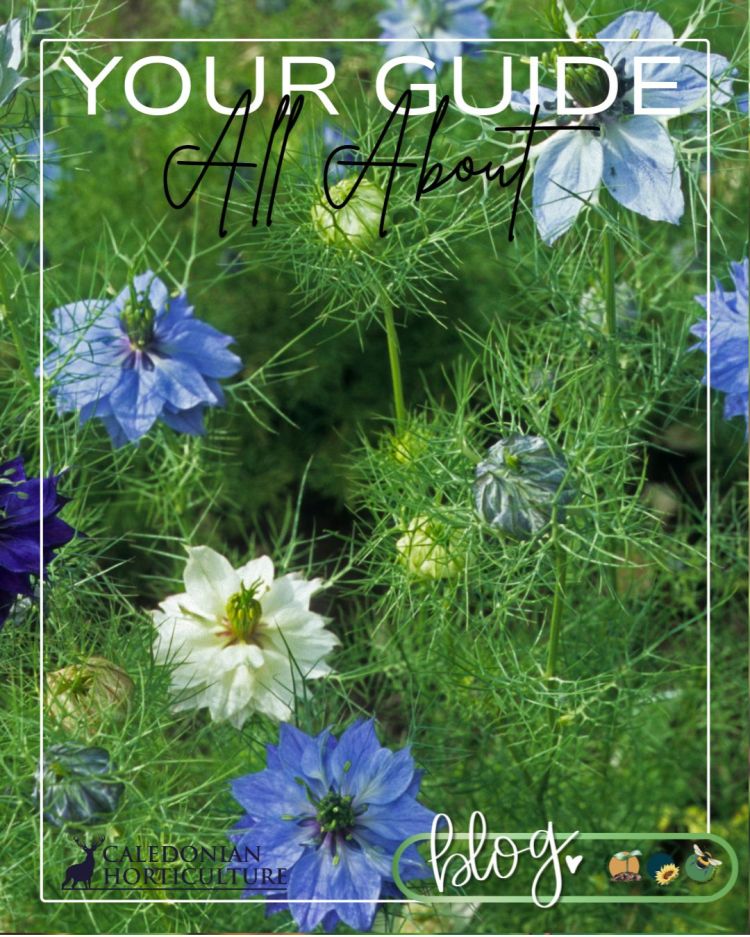 All About Series: Growing, Sowing, Caring For Nigella