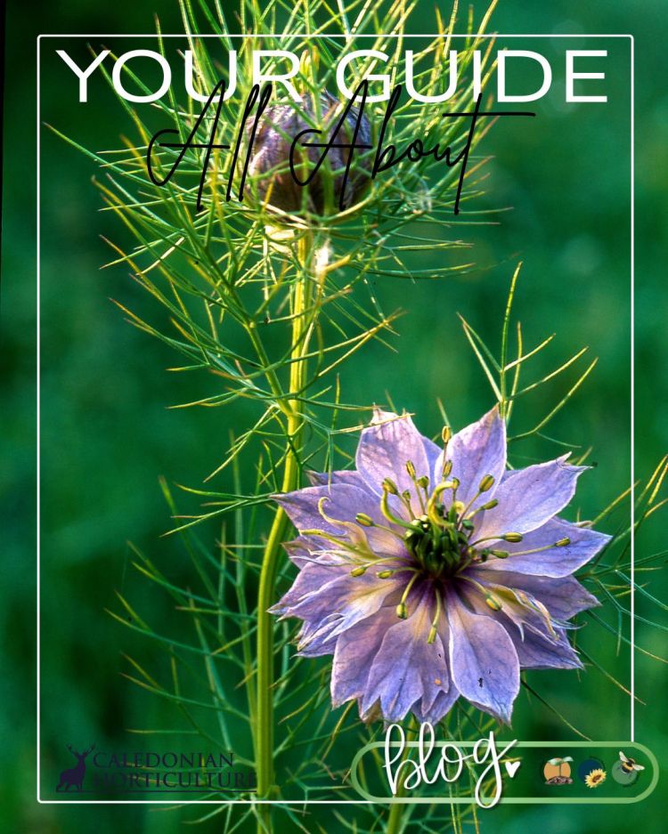 All About Series: Growing, Sowing, Caring For Nigella