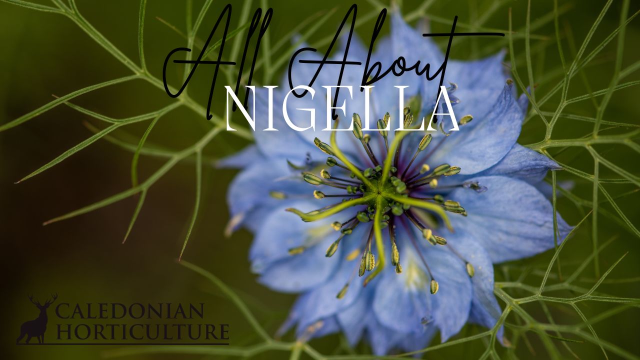 All About Series: Growing, Sowing, Caring For Nigella
