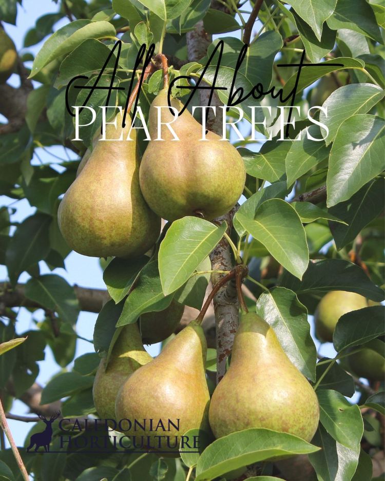 All About Series: Growing, Sowing, Caring For Pear Trees